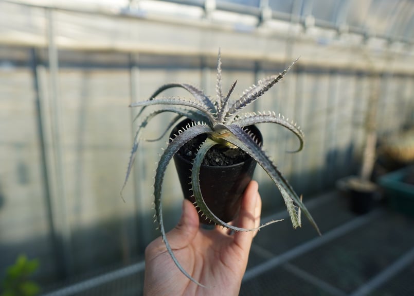ディッキア ナガス Dyckia Nagas | mana's farm:塊根植物・アガベ・ド