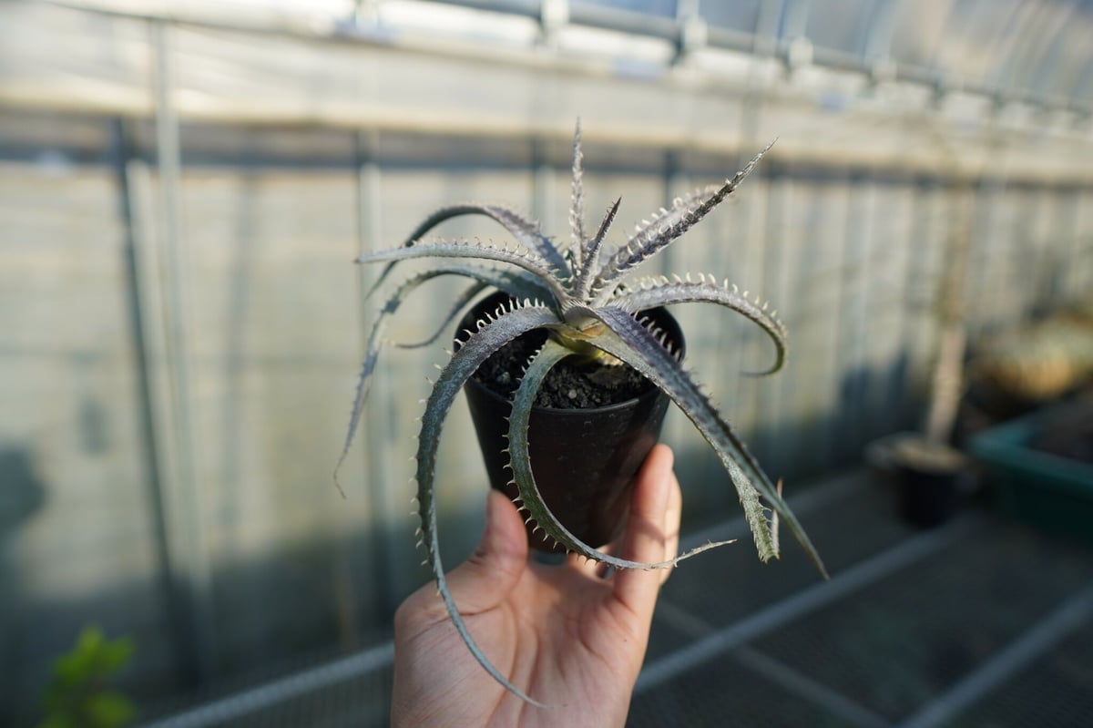 ディッキア ナガス Dyckia Nagas | mana's farm:塊根植物・アガベ・ド