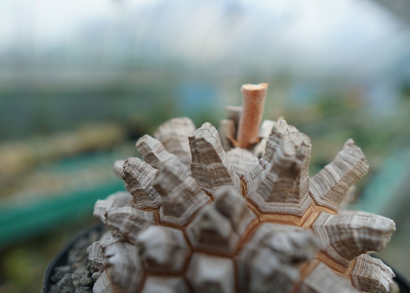 長谷川園芸産】亀甲竜 Dioscorea elephantipes No.1 | mana'