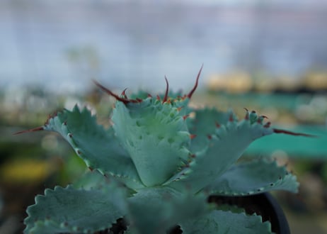 アガベ　ポタトラム　”スポーン”　agave potatorum "spawn"