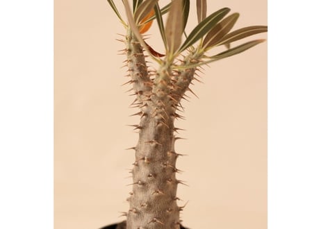 Pachypodium Gracilius パキポディウム  グラキリス  実生  No.2