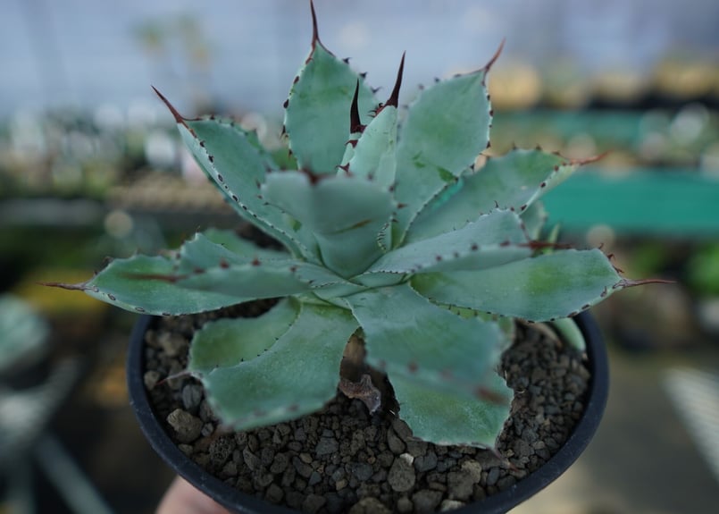 アガベ 吉祥冠 Agave potatorum No.2 | mana's farm:塊根植物