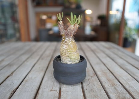 パキポディウム　グラキリス　 Pachypodium Gracilius