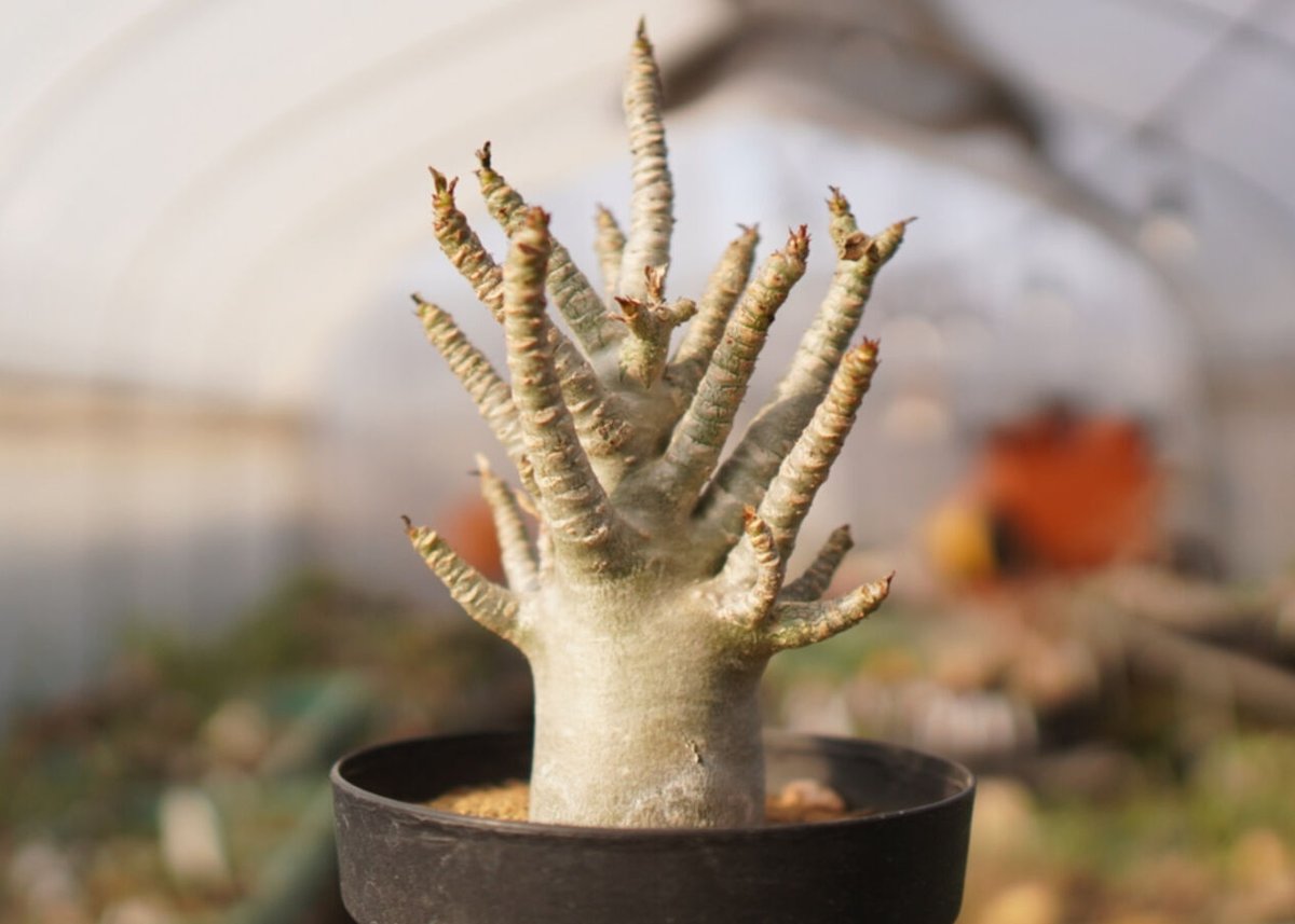 油彩画 アデニウム Amazon｜観葉植物 アデニウム アラビカム (F) 砂漠のバラ 天空の