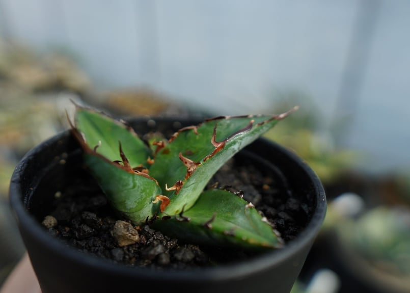 アガベ オテロイ 大株 塊根植物 コーデックス アガベ オテロイ 大株