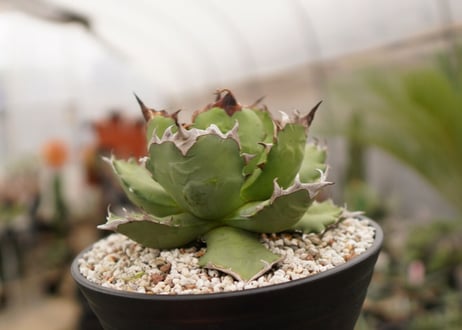 アガベ　titanota  dwarf　No.2