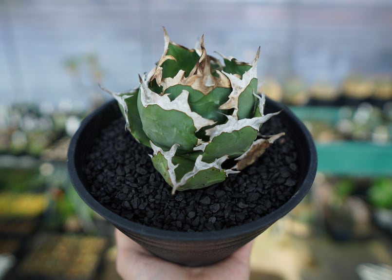 アガベ　チタノタ　蟹覆輪 アガベ チタノタ 蟹 覆輪