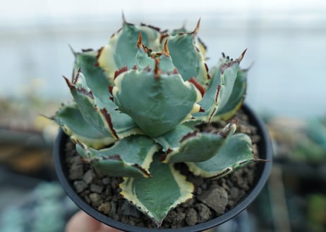 アガベ　兜蟹錦　連棘　Agave isthmensis “Kabutogani” variegata　NO.2
