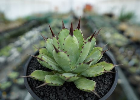アガベ　マクロアカンサ×ポタトラム　 Agave macroacantha×potatorum　No.6