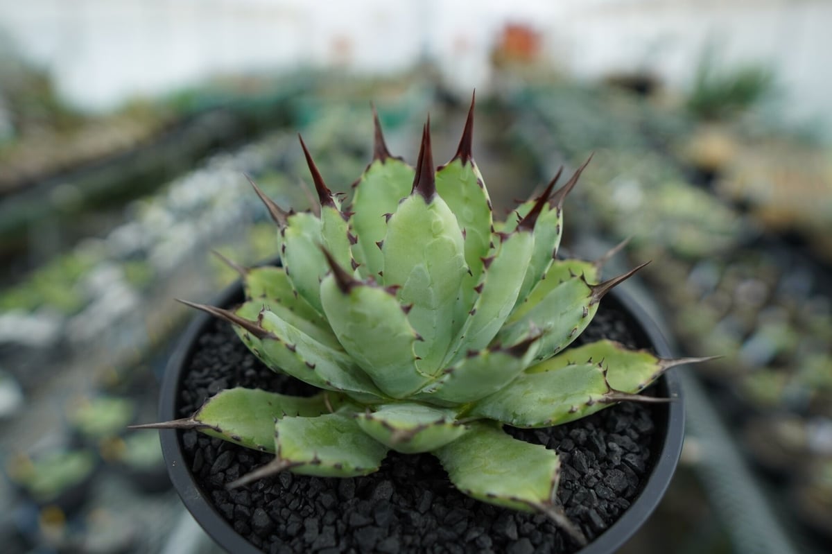 Agave potatorum✖️macroacantha【hybrid】230 Agave macroacantha x Potatorum 中 NO.2 | mana's