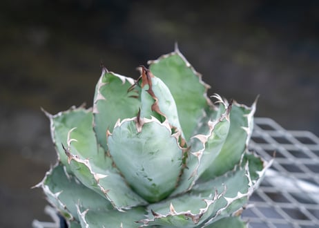 アガベ　チタノタ　 ブラックアンドブルー 　Agave titanota black and blue  NO.02