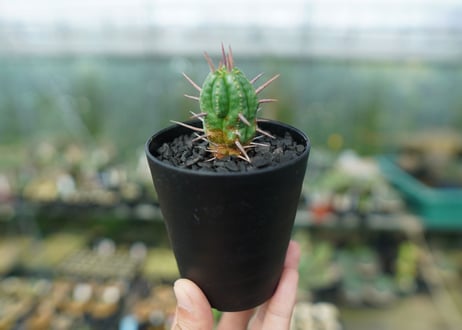 ユーフォルビア　フェロックス　Euphorbia ferox