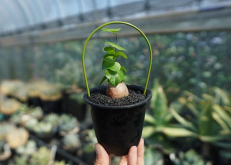 亀甲竜　Dioscorea elephantipes No.8