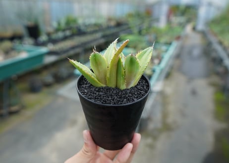 アガベ　チタノタ　黄覆輪　Agave titanota variegata