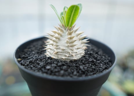 パキポディウム　恵比寿大黒　Pachypodium Densicaule　No.1