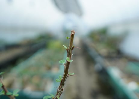 フォークイエリア　フォルモサ　Fouquieria formosa