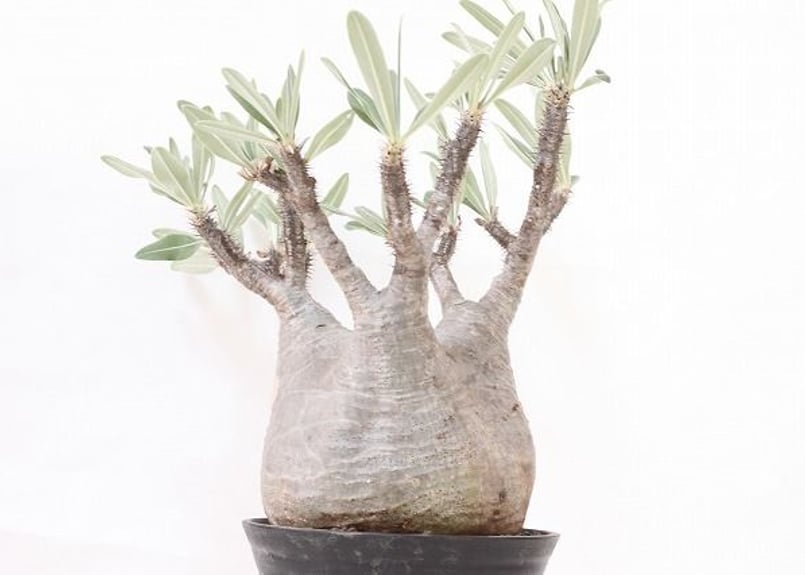 パキポディウム グラキリス Pachypodium gracilius ③ Pachypodium Gracilius パキポディウム グラキリス №3 標本株 特選
