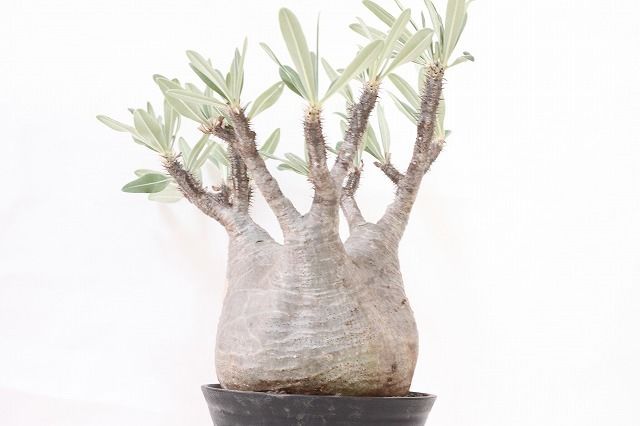 Pachypodium Gracilius パキポディウム グラキリス №3 標本株 特選