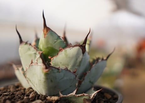 Agave titanota 'black and blue'【スタッフ一押し】　No.4