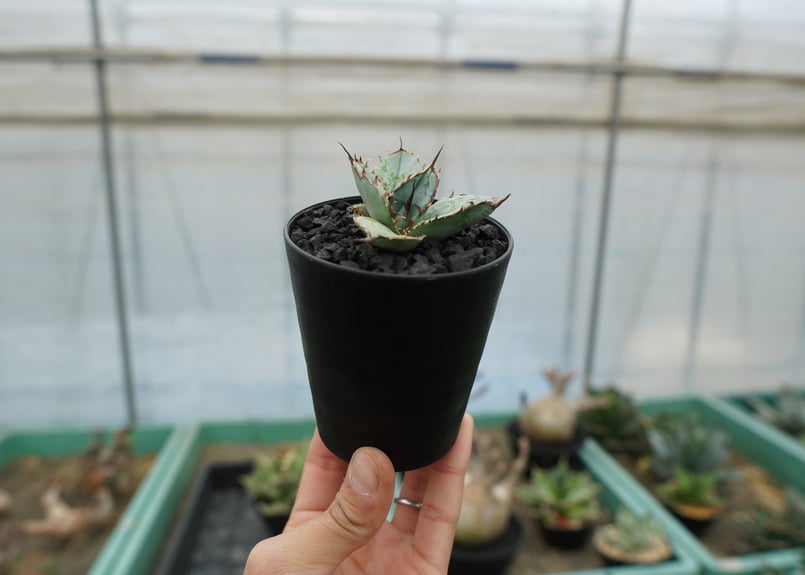 アガベ チタノタ ライオンズメーン Agave titanota Lion's Mane |