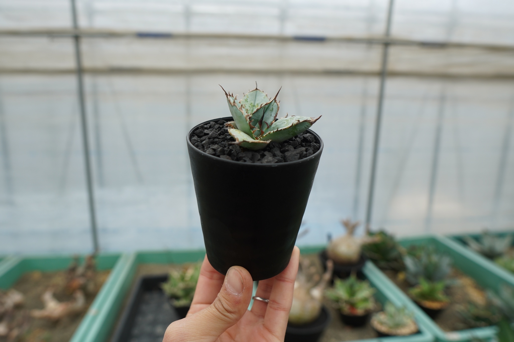 アガベ チタノタ ライオンズメーン Agave titanota Lion's Mane |
