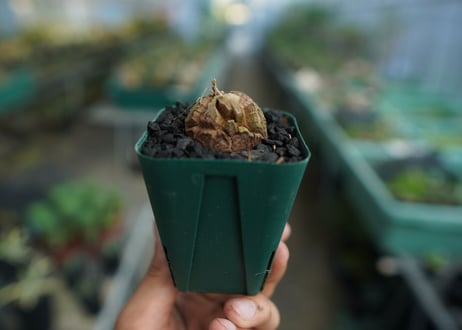 亀甲竜　Dioscorea elephantipes　No.5
