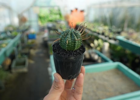 ユーフォルビア　スーパーバリダ　Euphorbia super valida  No.9
