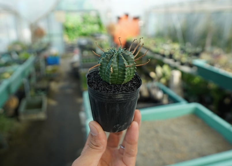 ユーフォルビア スーパーバリダ Euphorbia super valida No.9 |
