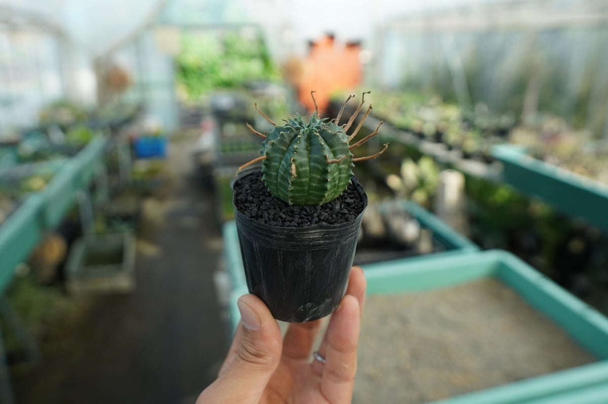 ユーフォルビア スーパーバリダ Euphorbia super valida No.9 |