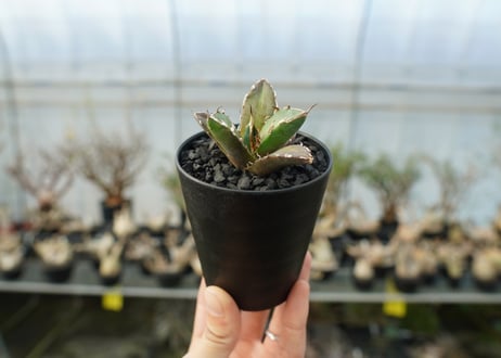 アガベ　チタノタ　鬼爪雪峰  Agave titanota “Onitsume Yukimine”