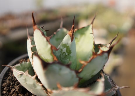 Agave titanota 'black and blue'【スタッフ一押し】　No.4