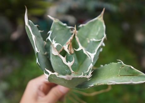 Agave titanota 白鯨 A NO.9