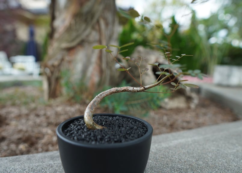 沖縄実生株】デロニクス デカリー Delonix decaryi No.1 | mana's