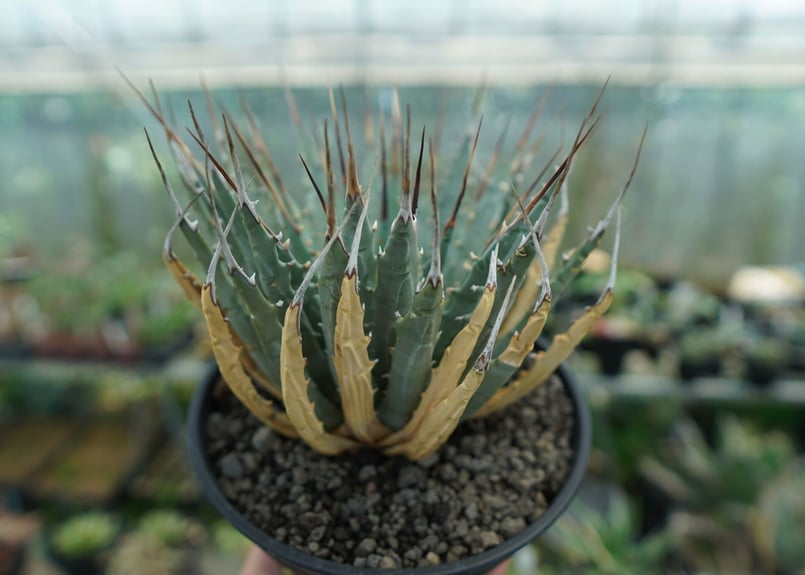 アガベ ユタエンシス Agave uthaensis No.7 | mana's farm:塊