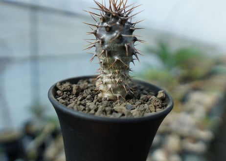 パキポディウム　ラメリー　ラモーサム　Pachypodium lamerei var.ramosum