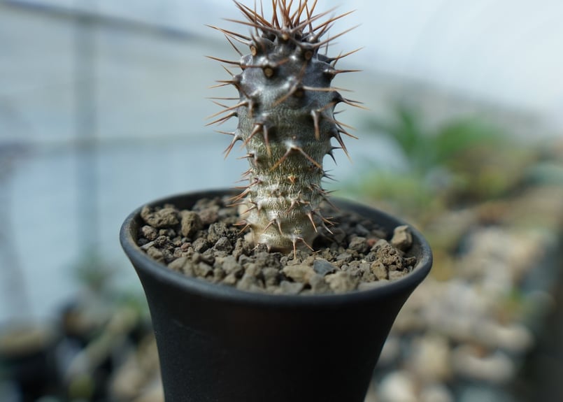 パキポディウム ラメリー ラモーサム Pachypodium lamerei var.ramo