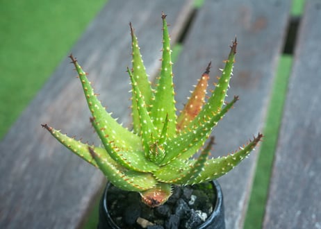 アロエ　SP　Aloe SP