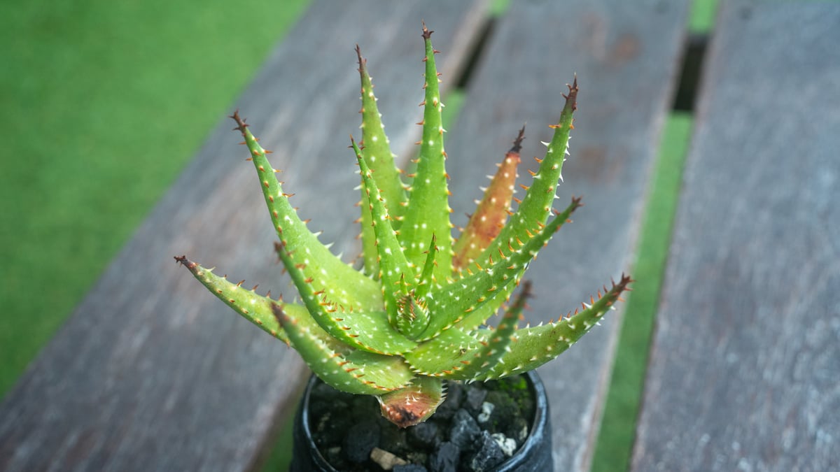 アロエ SP Aloe SP | mana's farm:塊根植物・アガベ・ドライ