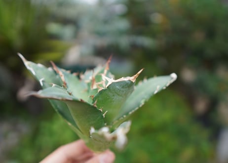 Agave titanota 白鯨 C NO.4