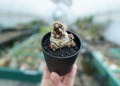 ドルステニア フォエチダ Dorstenia foetida　No.3