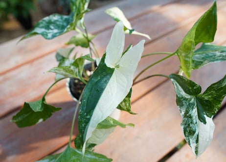 シンゴニウム　フレンチマーブル　Syngonium podophyllum 'French Marble'