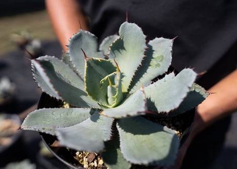 Agave guadalajarana
