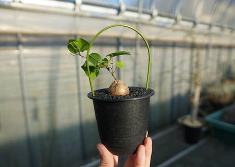 亀甲竜　Dioscorea elephantipes No.1