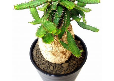 ユーフォルビア ステラータ 飛竜  Euphorbia stellata