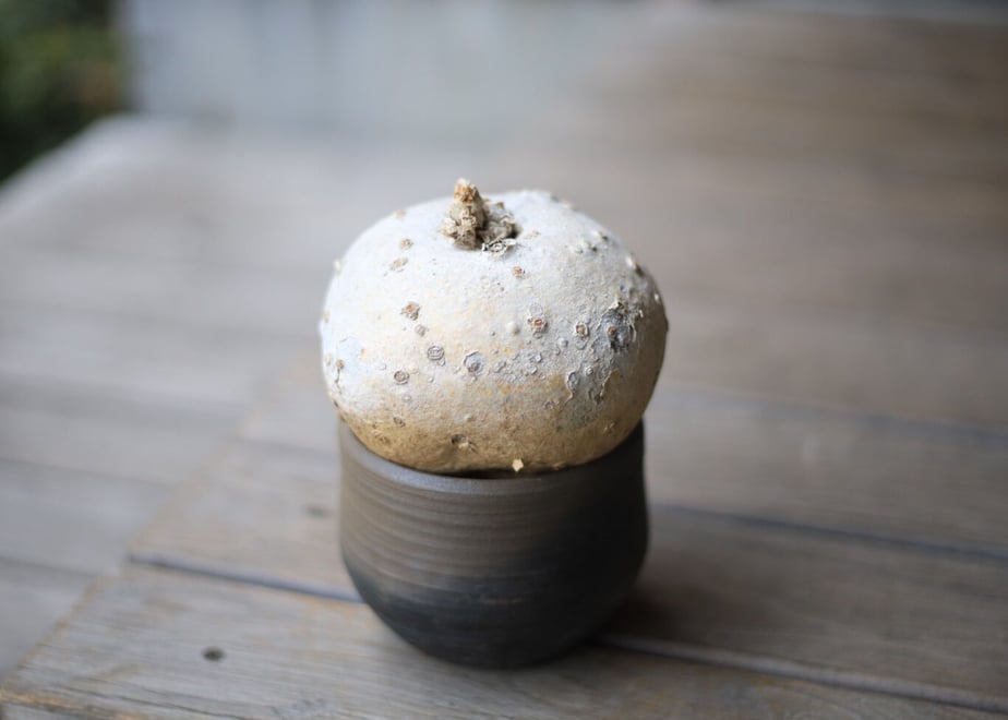 6077de24d263f03e53eec040