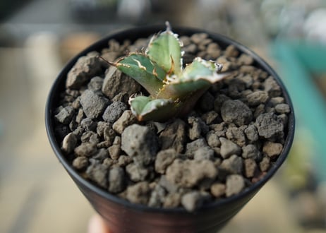 カキコアガベ　チタノタ　FO-76　agave titanota  FO-76　No.4