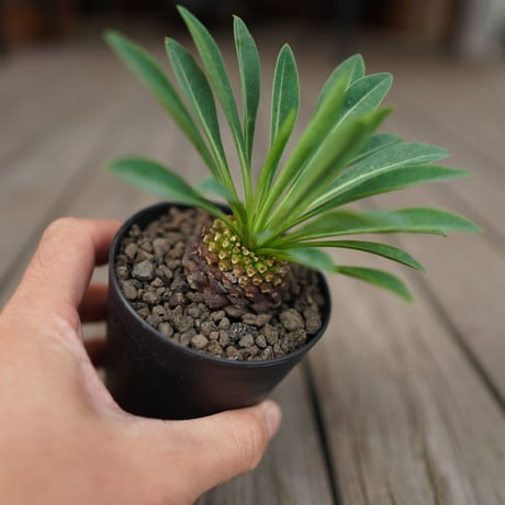 bupleurifolia | STORES