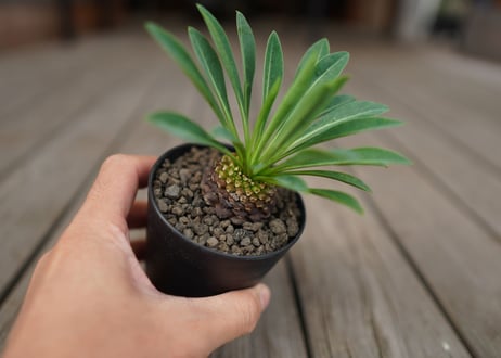 CATEGORY コーデックス | mana's green:塊根植物販売|マナズグリーン CATEGORY コーデックス | mana's green:塊根植物販売|マナズグリーン