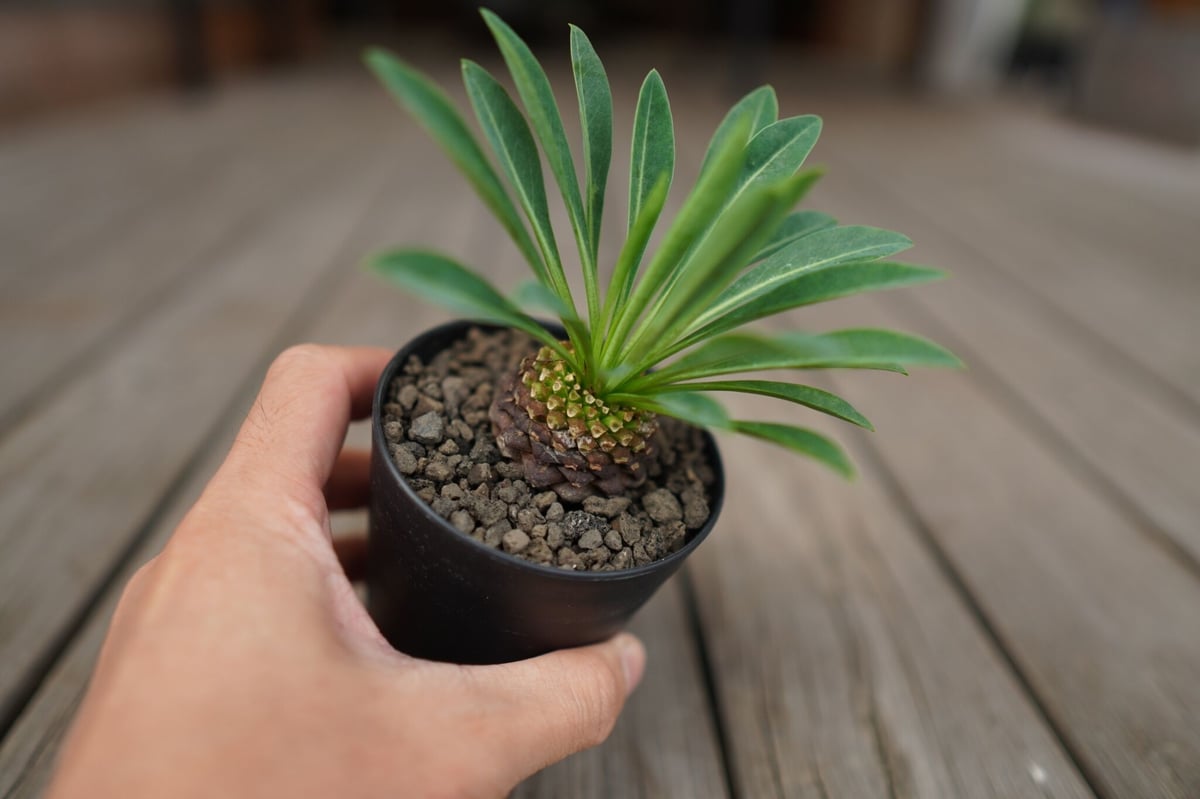 鉄甲丸 Euphorbia bupleurifolia | mana's farm:塊根植物・