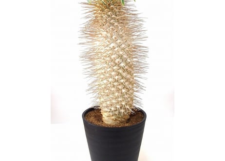 Pachypodium namaquanum パキポディウム　ナマクアナム　光堂